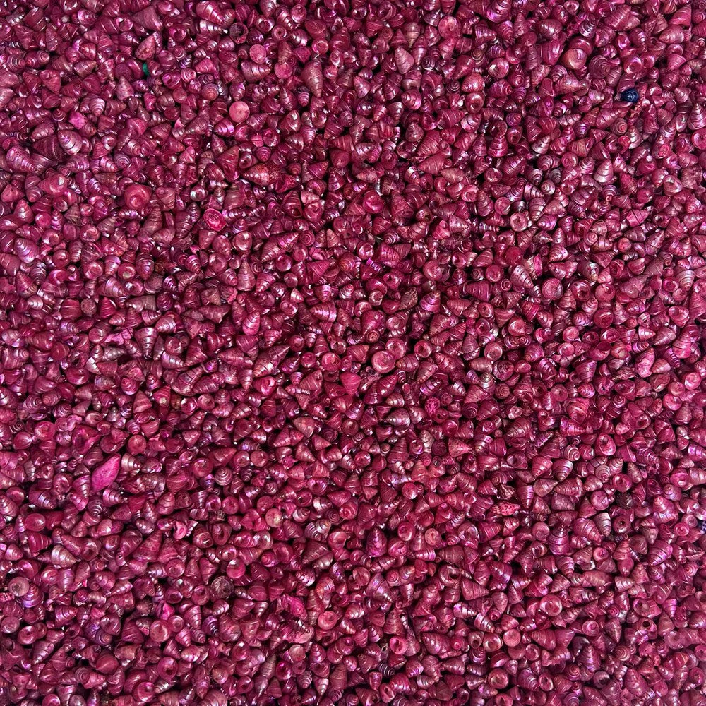 Trochus tiny pearled dyed pink (kg)