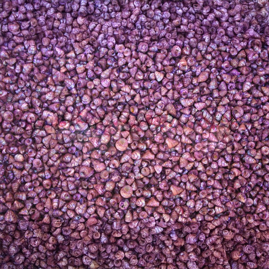 Trochus tiny pearled dyed purple  (kg)