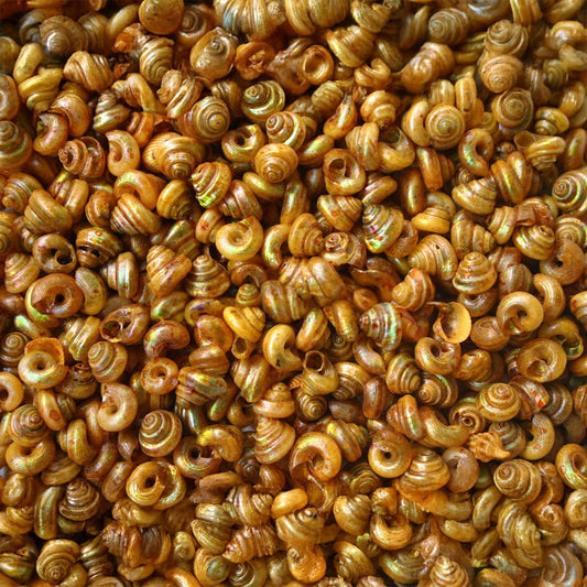 Turbo tiny pearled dyed gold  (kg)