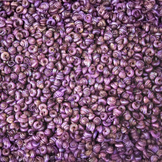 Turbo tiny pearled dyed purple  (kg)