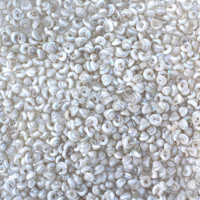 Turbo tiny pearl white Stellaria dulcissima (kg)