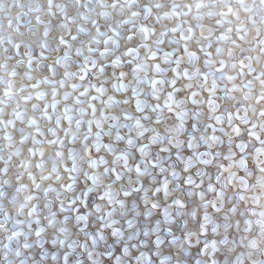 Turbo tiny pearl white Stellaria dulcissima  (kg)