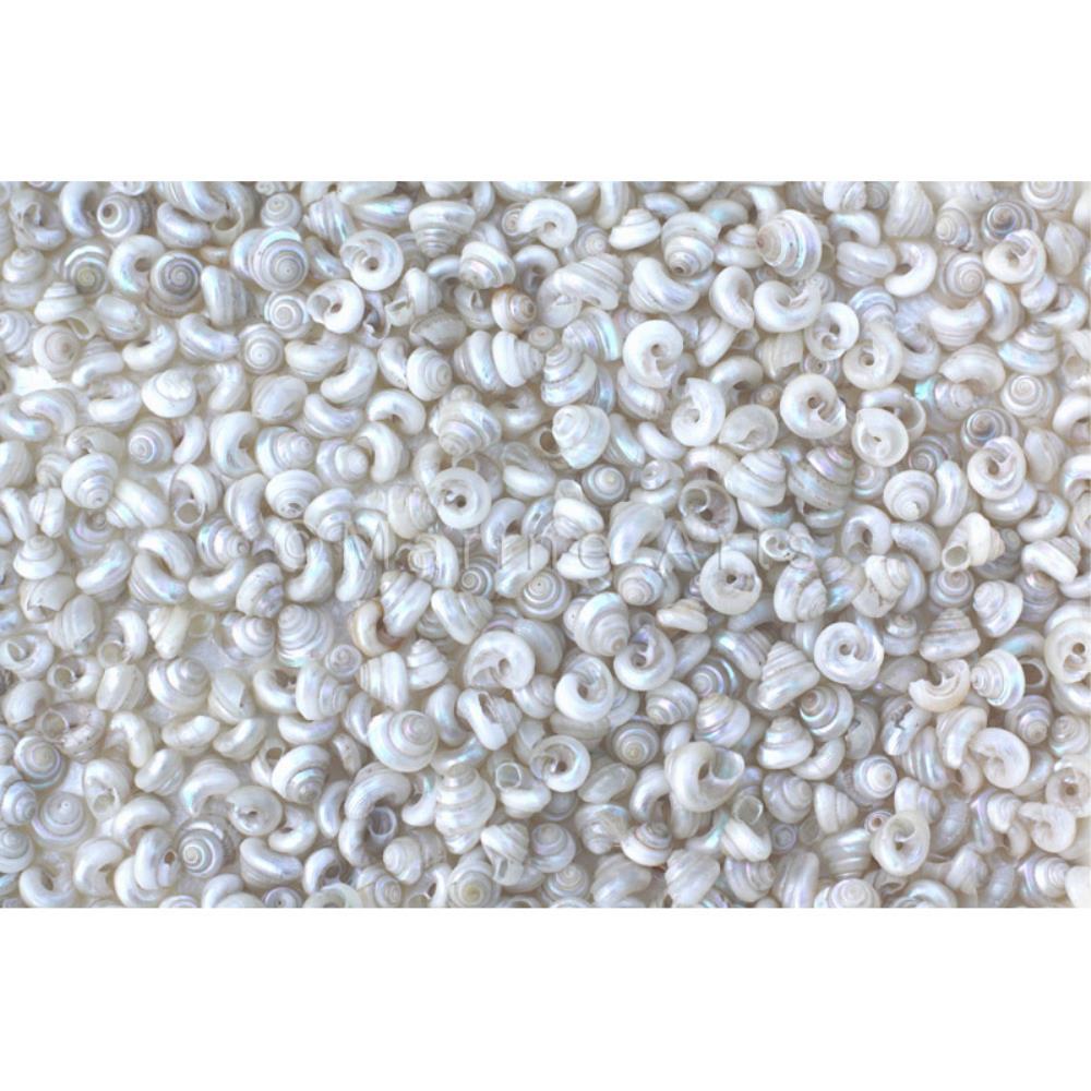 Turbo tiny pearl white Stellaria dulcissima (kg)