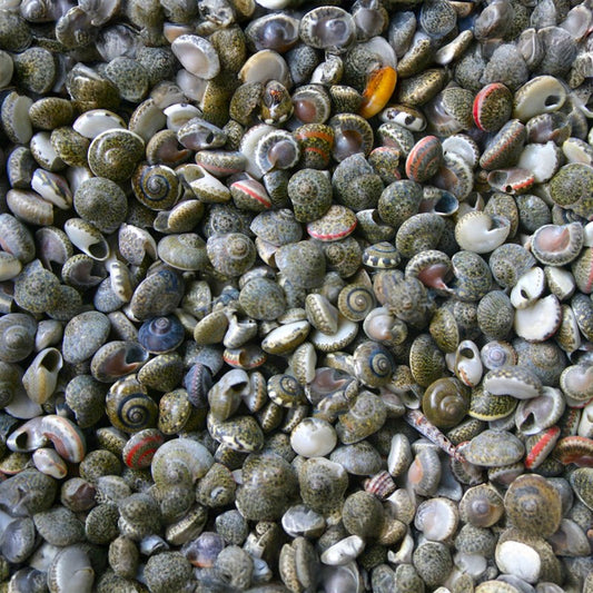 Umbonium grey-black  (kg)