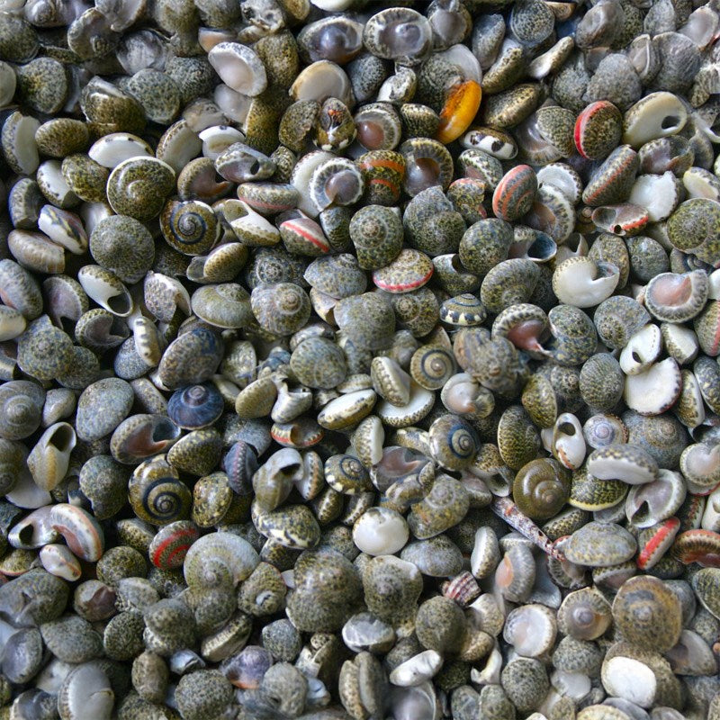Umbonium grey-black (kg)