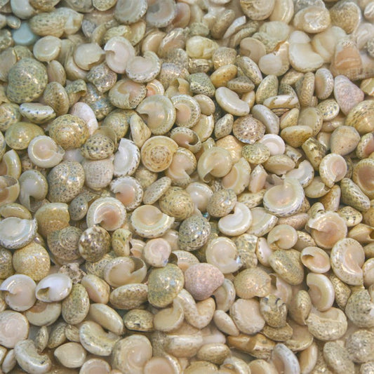 Umbonium cream white  (kg)