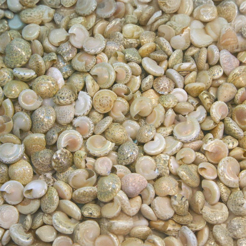 Umbonium cream white (kg)