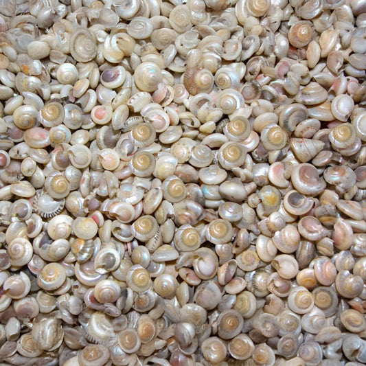 Umbonium pearled  (kg)