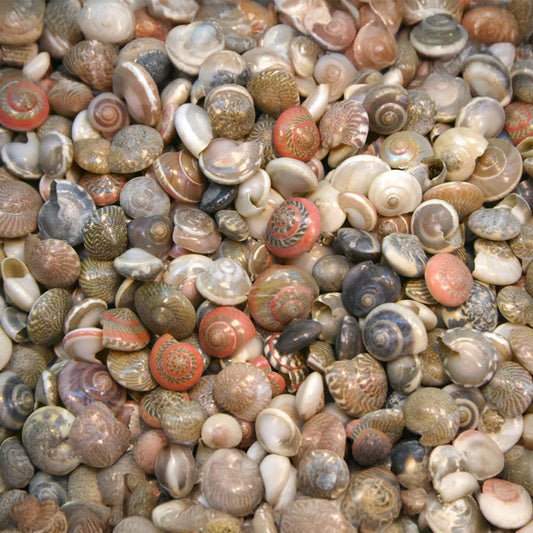 Umbonium mixed colours  (kg)