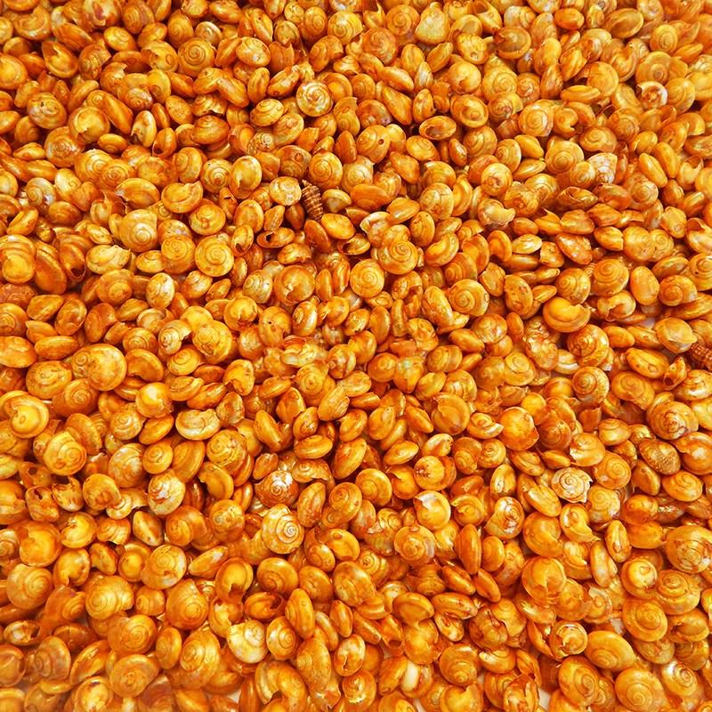 Umbonium dyed gold (kg)