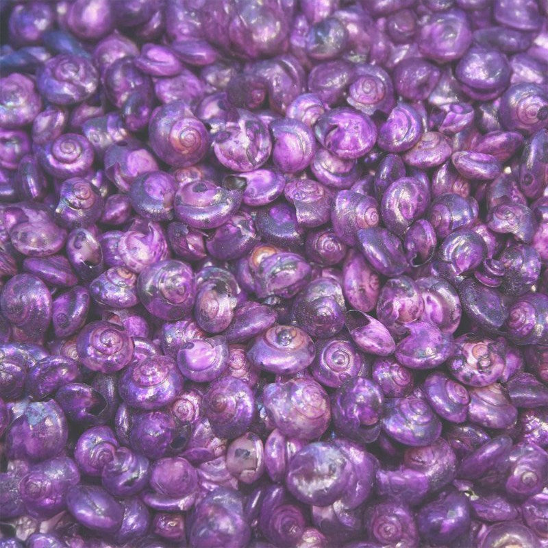 Umbonium dyed purple (kg)