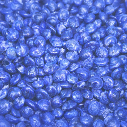 Umbonium dyed royal blue  (kg)