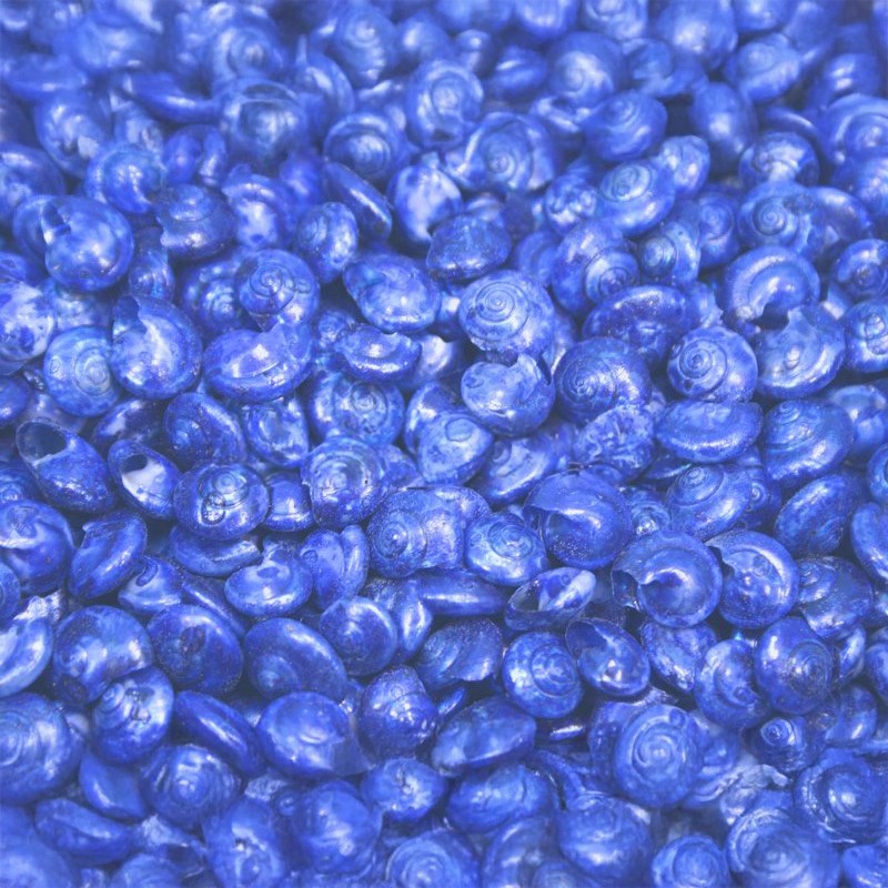 Umbonium dyed royal blue (kg)