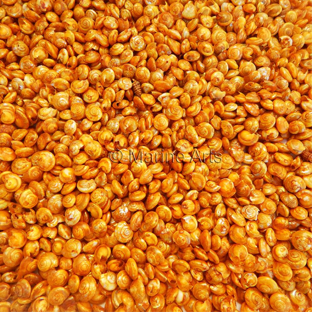 Umbonium dyed gold (kg)