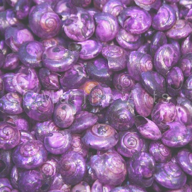 Umbonium dyed purple (kg)