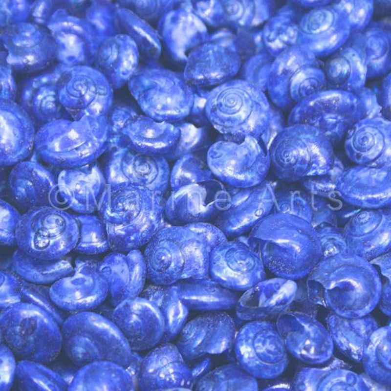 Umbonium dyed royal blue (kg)