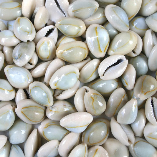 Cypraea annulus natural  (kg)