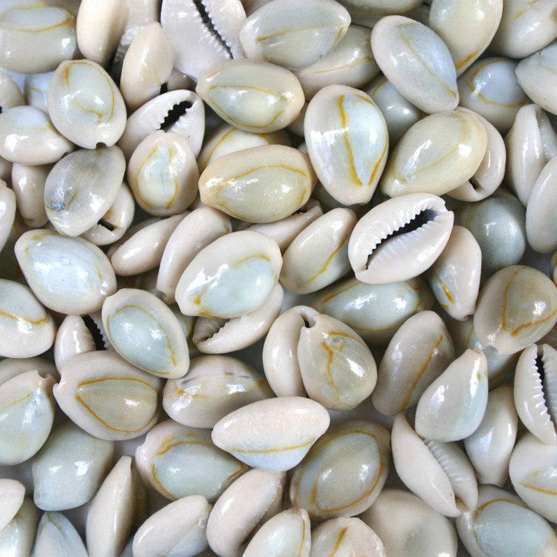Cypraea annulus natural (kg)