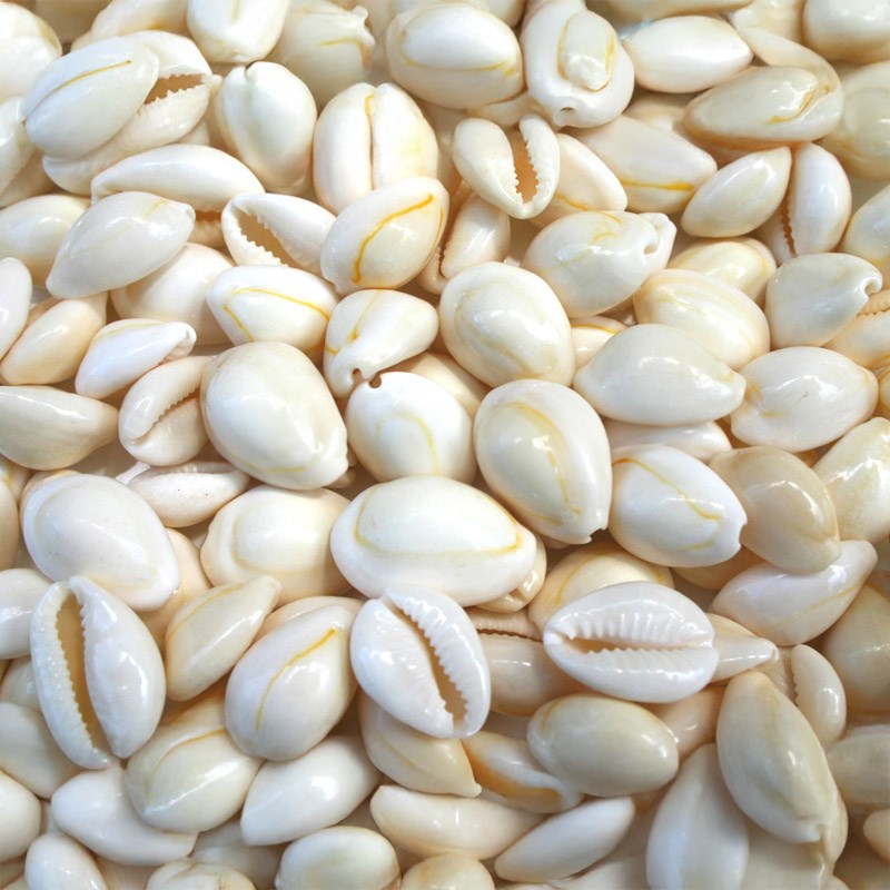 Cypraea annulus white (kg)