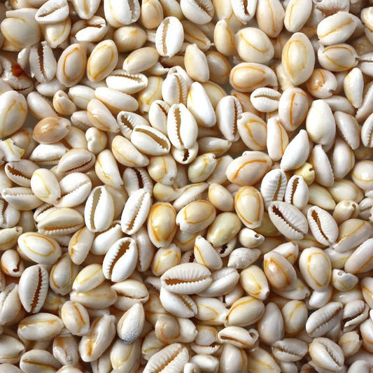 Cypraea annulus cream white  (kg)