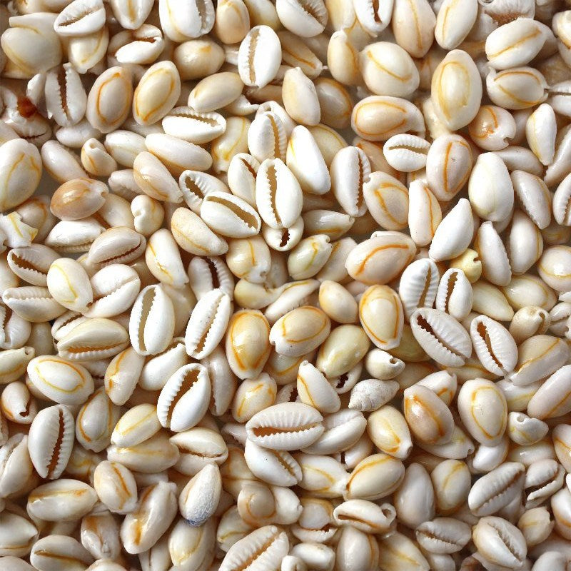 Cypraea annulus cream white (kg)