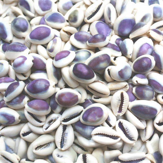 Cypraea annulus purple top  (kg)