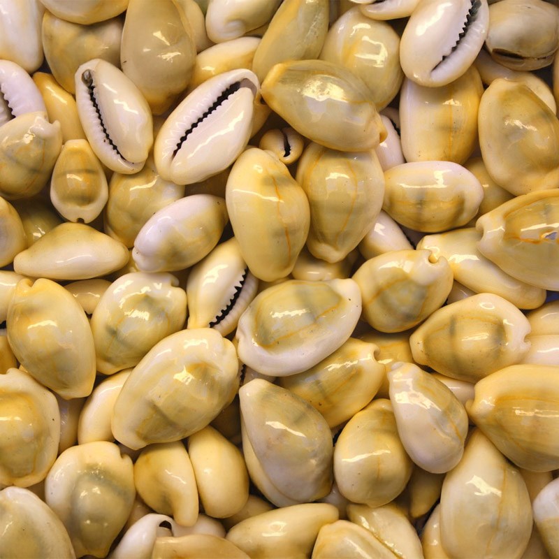 Cypraea moneta large (kg)
