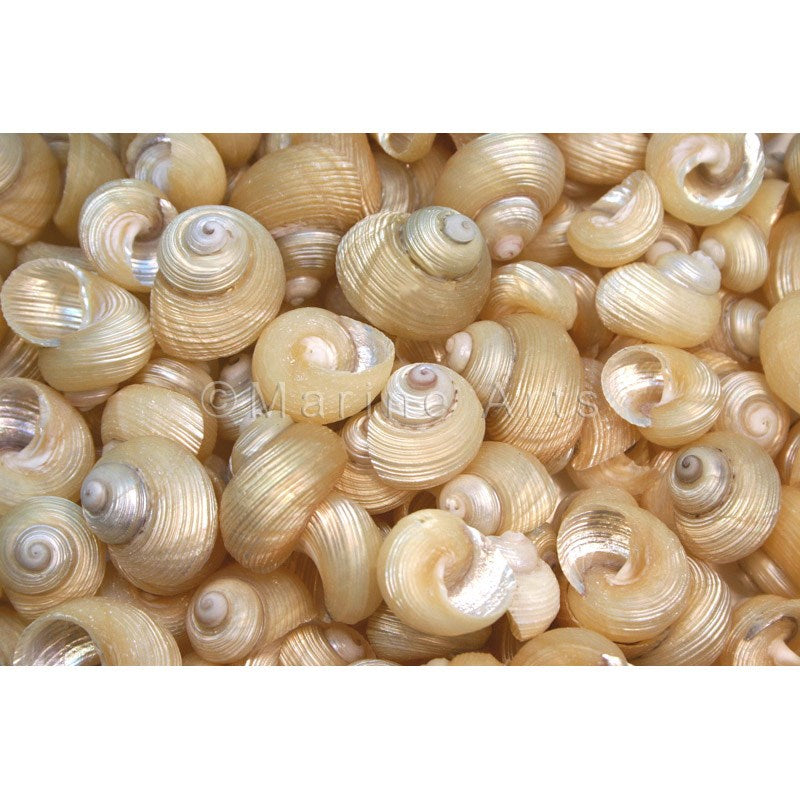 Euchelus quadricarinatus pearled (kg)