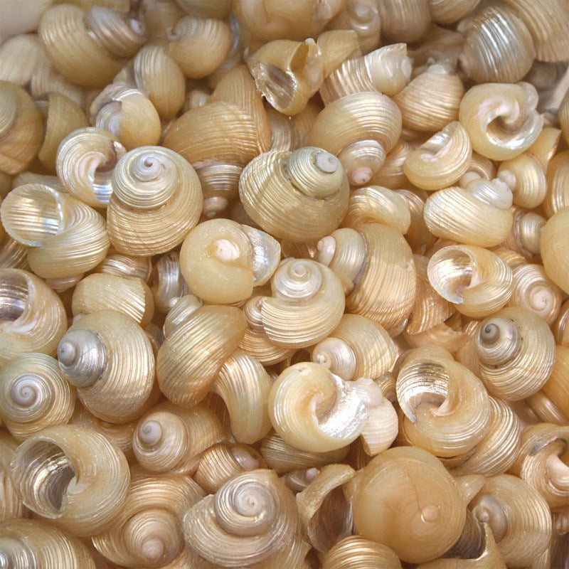 Euchelus quadricarinatus pearled (kg)