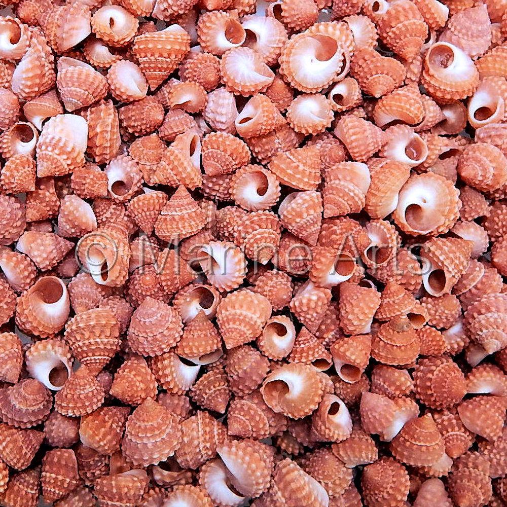 Echinella orange (kg)