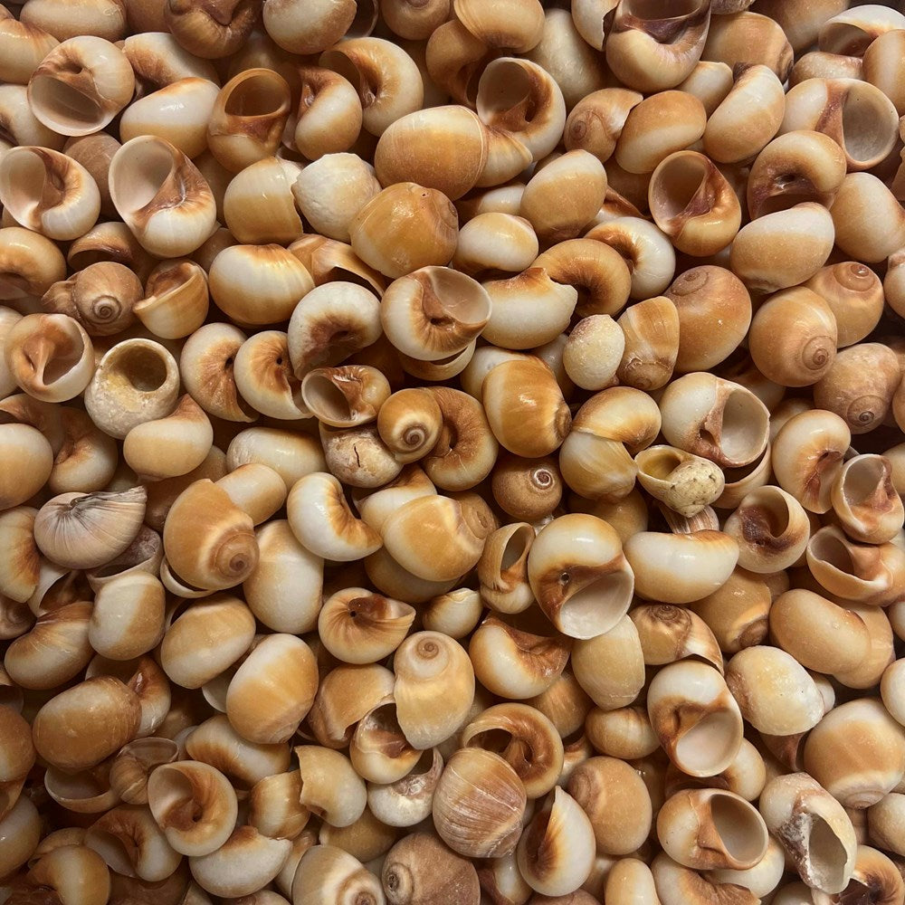 Moon shell cream-peach  (kg)