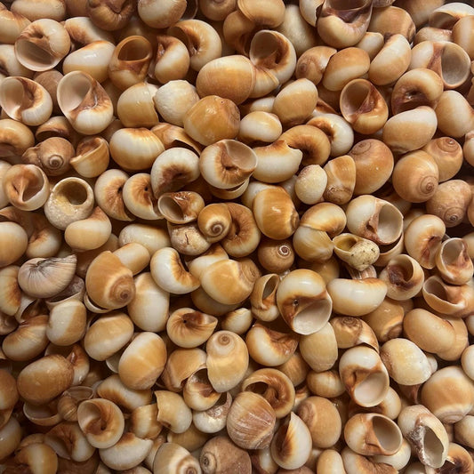 Moon shell cream-peach  (kg)