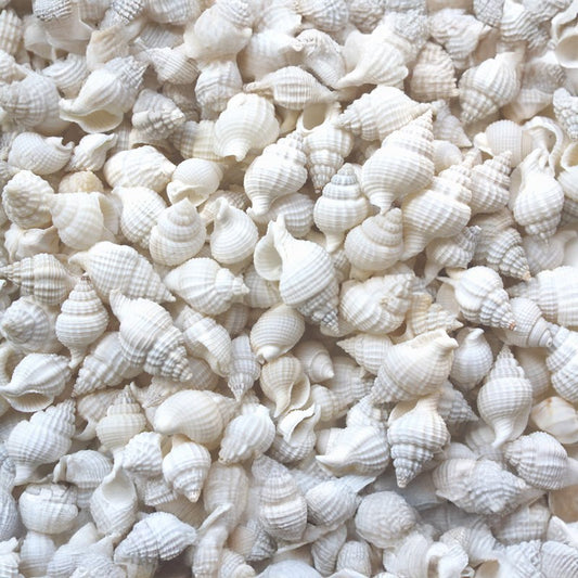 Nassarius reticulatus white small  (kg)