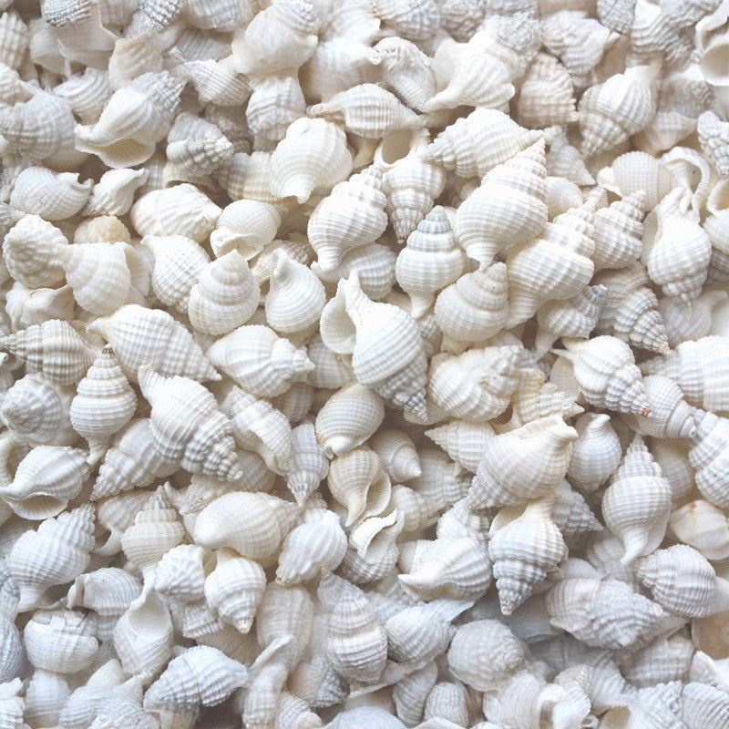 Nassarius reticulatus small white (kg)