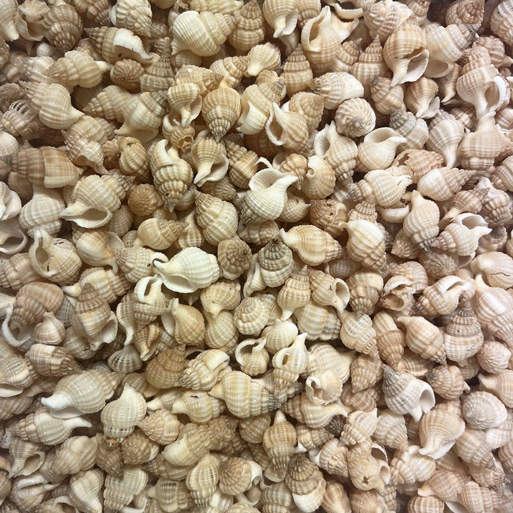 Nassarius reticulatus small cream (kg)