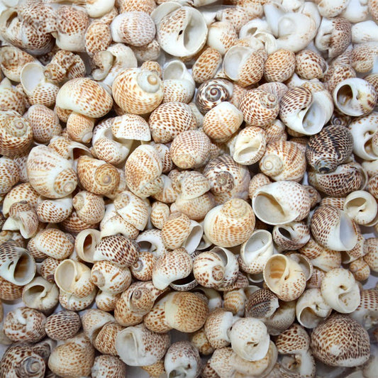 Natica tigerina  (kg)