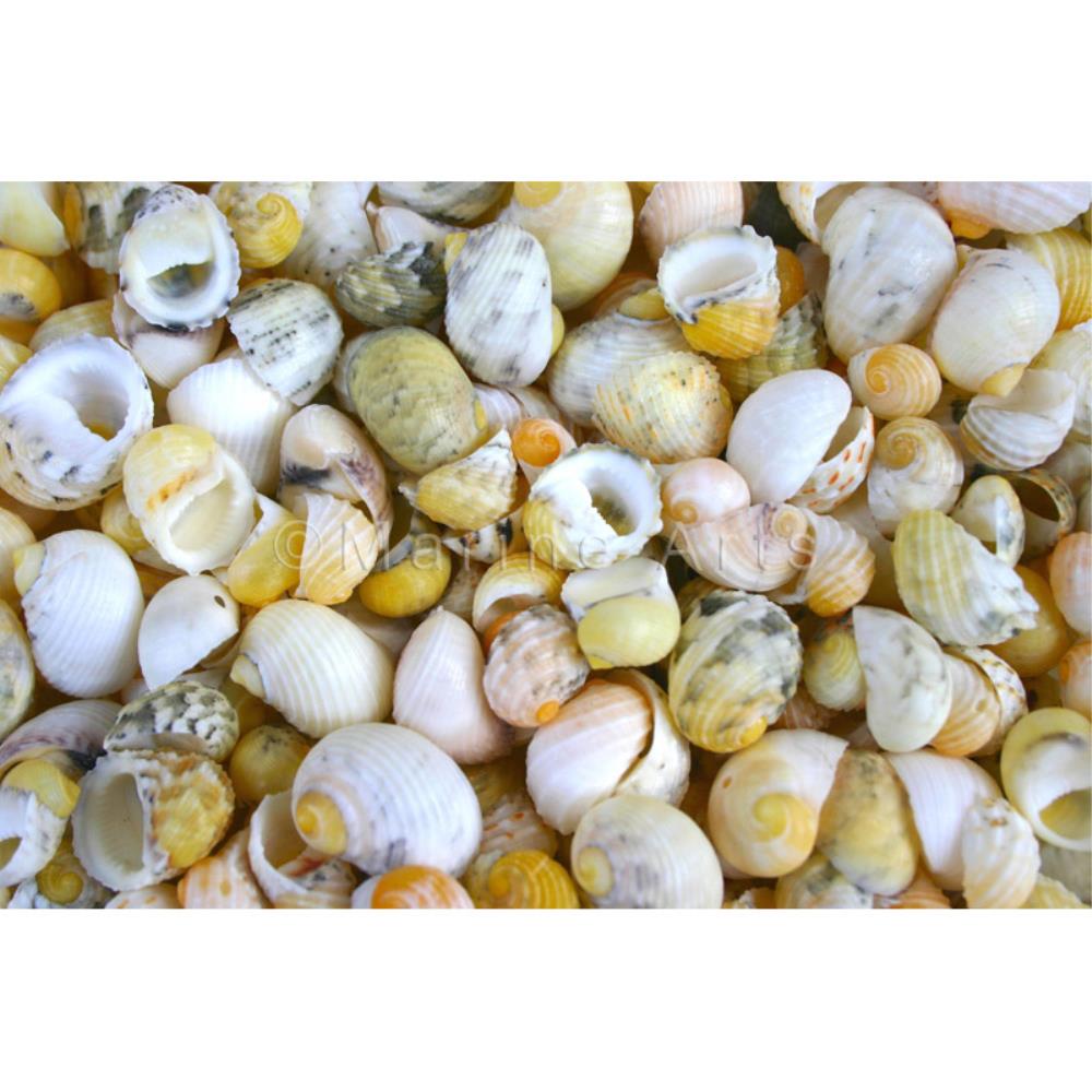 Neritas mixed colours (kg)