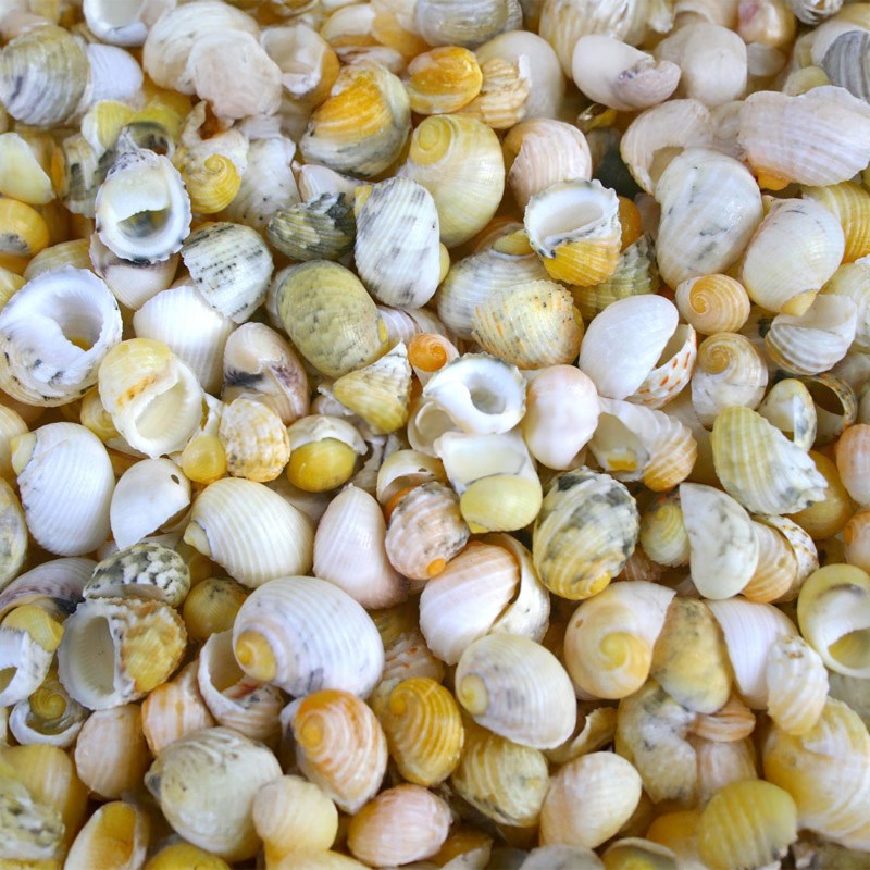 Neritas mixed colours (kg)
