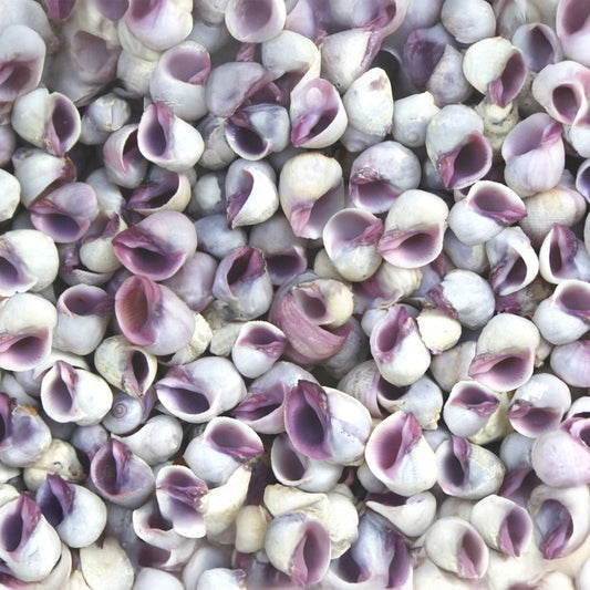 Neritina violacea  (kg)