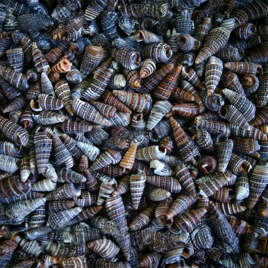 Rhinoclavus kochi  (kg)