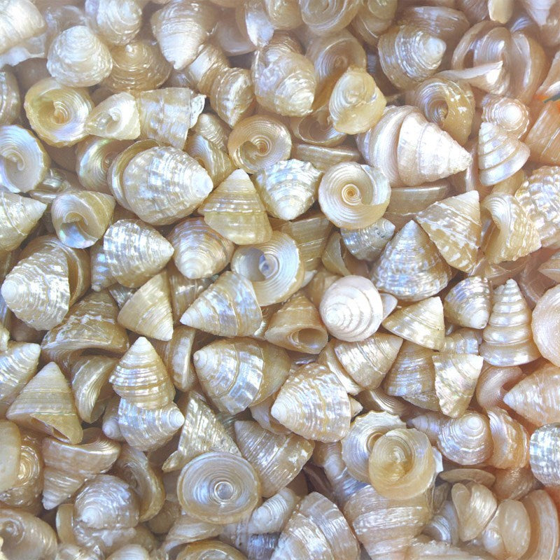 Trochus pearled medium (kg)