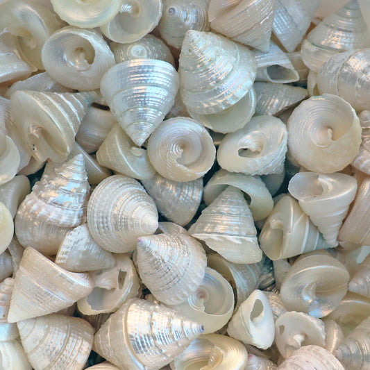 Trochus maculatus pearled bright white  (kg)