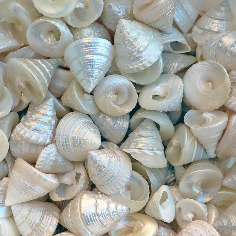 Trochus maculatus pearled bright white (kg)
