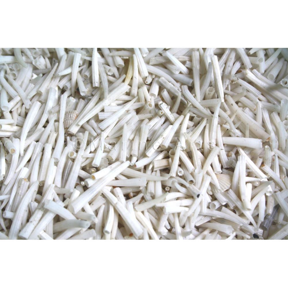 Tusk shells white  (kg)