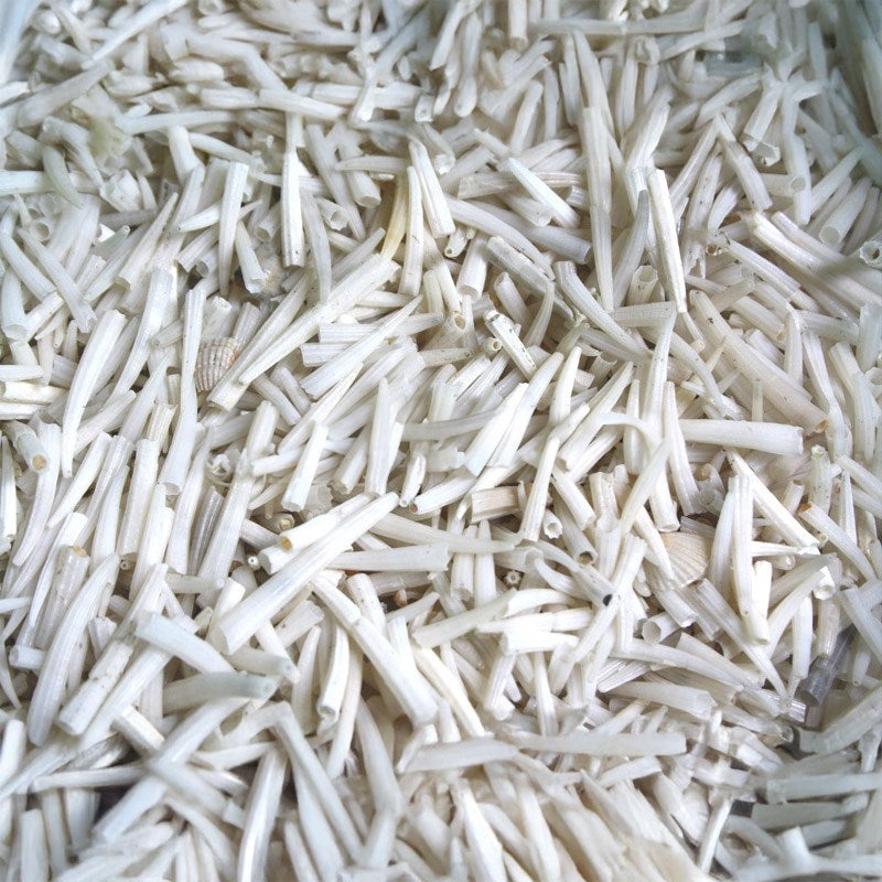 Tusk shells white (kg)