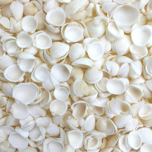 White rose cockles  (kg)