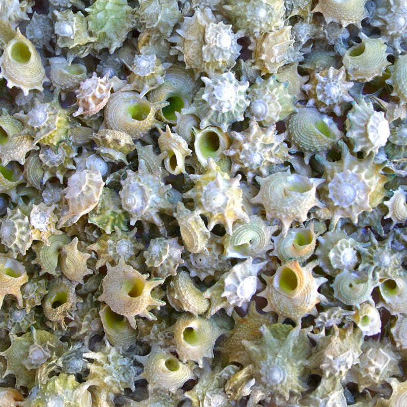 Astraea calcar (kg)