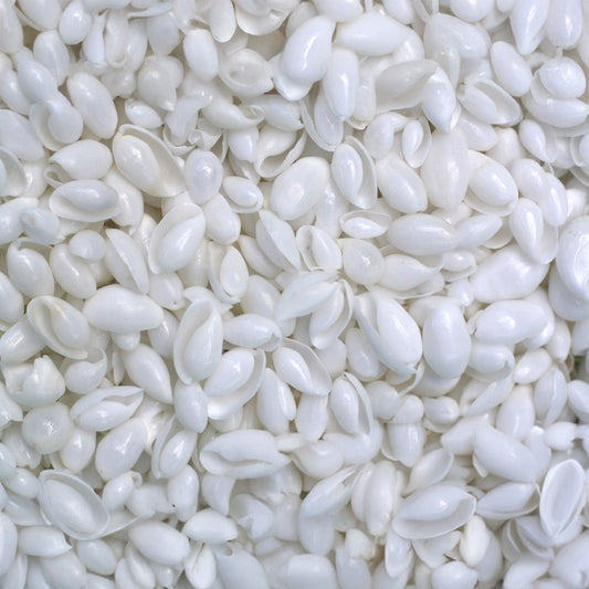 Bubble shell tumbled shiny  (kg)