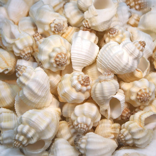 Cantharus tranquebaricus  (kg)