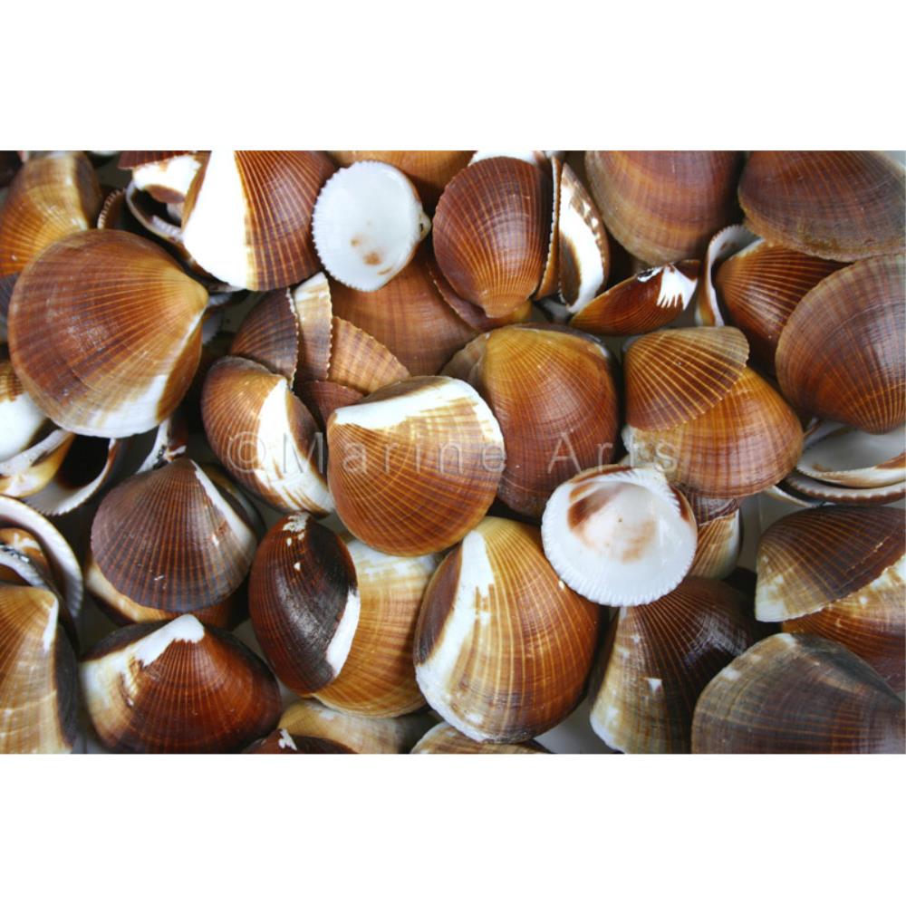 Cockles brown (kg)